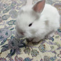 خرگوش شیطون
