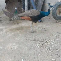 طاووس|حیوانات مزرعه|عجب شیر, |دیوار