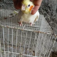 عروس هلندی دستی
