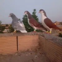 کفتر