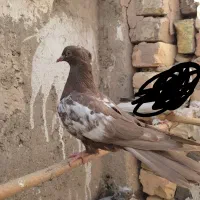 کفتر