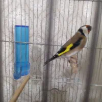 سهره|پرنده|محمدشهر, محمدشهر|دیوار