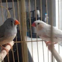 فنچ مرغ عشق قناری سهره