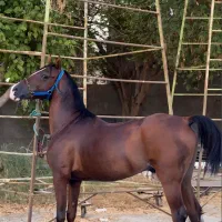 اسب