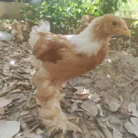 فروش نیمچه برهما اصیل غول پیگر گرید A