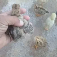 بوقلمون با جوجه