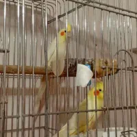 یک جفت مرغ عروس