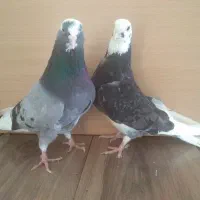6 تا کبوتر خوب