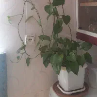 گل زیبا|گل و گیاه طبیعی|سرپل ذهاب, |دیوار