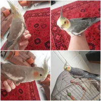 عروس هلندی نروماده باقفس بزرگ