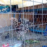 مرغ با ۷ تا جوجه