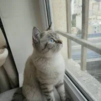 گربه بریتیش نر عقیم نشده