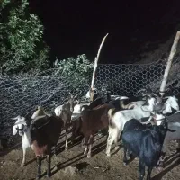 فروش بز