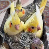 ۴جفت عروس هلندی