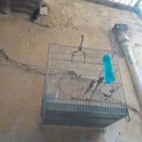 سهره