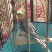 عروس هلندی نر