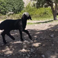 معاوضه بز با میش