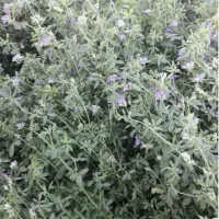 بذر یونجه رنجر