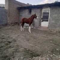 کره نریان اسب ۲۰ حراج