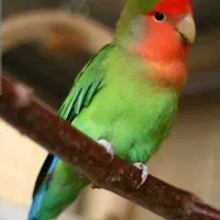 طوطی برزیلی