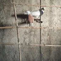 گرفتنی بم بلند