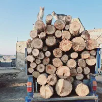خرید چوب بالای پانصد کیلو و تنه صنوبر و ضایعات