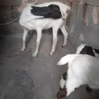 کهره ماده با بچه نر