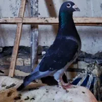 کفتر مسافتی پلاکی کفتر صید پرشی کفتر شامی سار