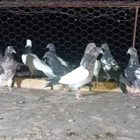 پنج جفت تهرانی جوانه