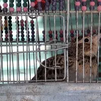 جوجه شاه سهره خاکی به شرط