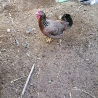 مرغ باجوجهاش بوقلمو