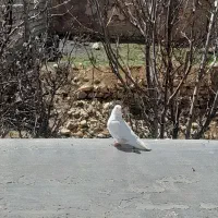 نر و ماده