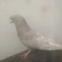 کبوتر بهبونی و شهری وبزک طاووسی کله سفید