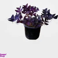 پیاز گل اگزالیس