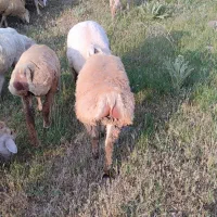 گوسفند بره نر