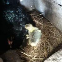 جوجه غاز و قوغاز و دورگ (کوچصفهان)