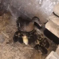 جوجه اردک محلی بامادر