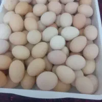 تخم مرغ محلی