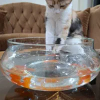 واگذاری گربه کالیکو