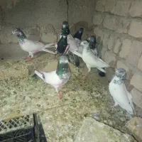 کبوتر