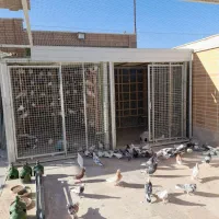 کبوتر پرشی نامبروان