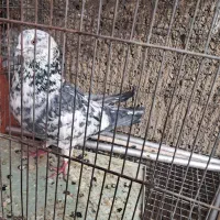 کبوتر نر سوسکی کله ماستی