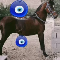 کشش اسب سیلمی کرد و فروش