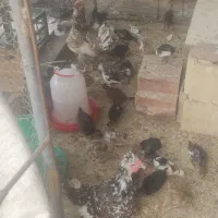 فروش مرغ گلین با جوجه دوماهه وسه ماهه
