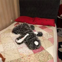 تخت ۱۴۰همره میزارایش