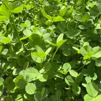 بذر شبدر بومی ( هفت چین)