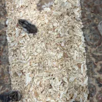 فروش انواع خزنده های خاص