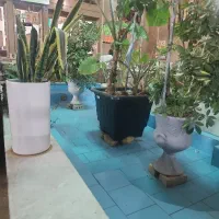 صندوقدار (خانم )