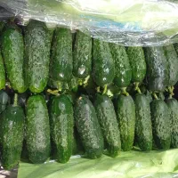 نیروی خانم بسته بندی