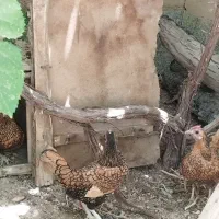 مرغ سیبرایت گلد